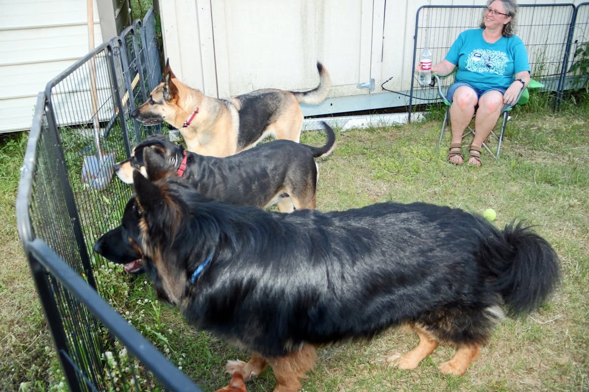 Ginger with her dogs in the yard