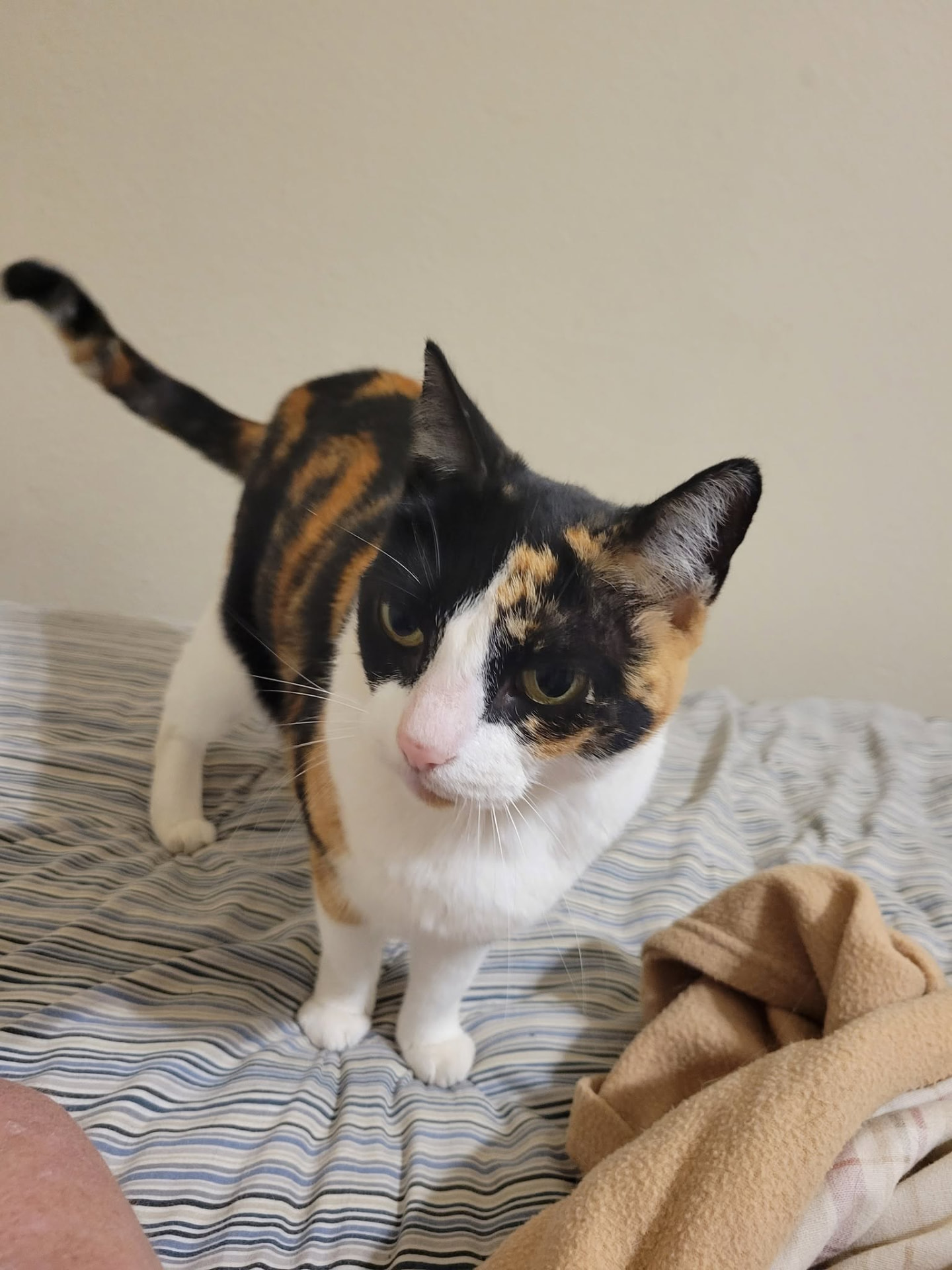 Ginger's calico cat